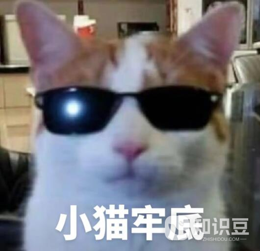 小猫牢底是什么梗 小猫牢底梗含义-第1张图片-海印网