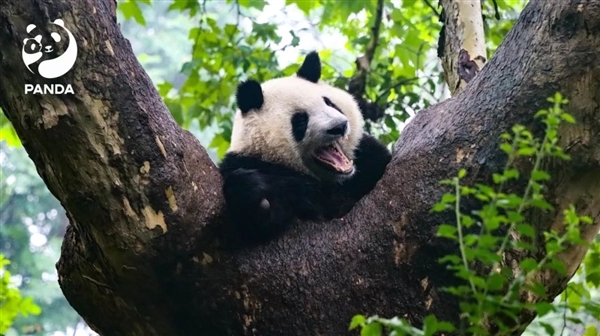 两人被终身禁入成都熊猫基地：假期参观时擅自投喂苹果-第1张图片-海印网