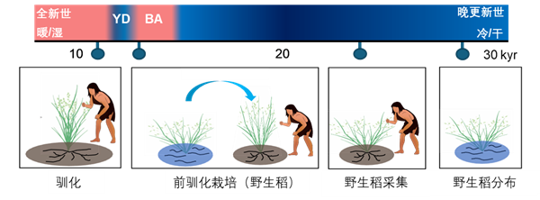 已有10万年！中国才是世界水稻的起源地-第2张图片-海印网