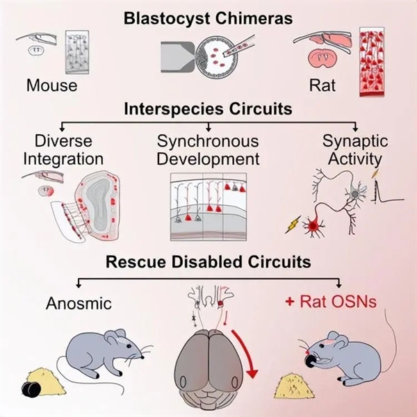 大脑也能双拼？不同老鼠大脑被融在一起 创造出了“科学怪鼠”-第2张图片-海印网