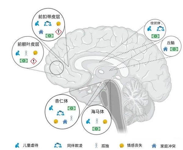 最新研究颠覆认知：多吃苦 对大脑有害！-第2张图片-海印网