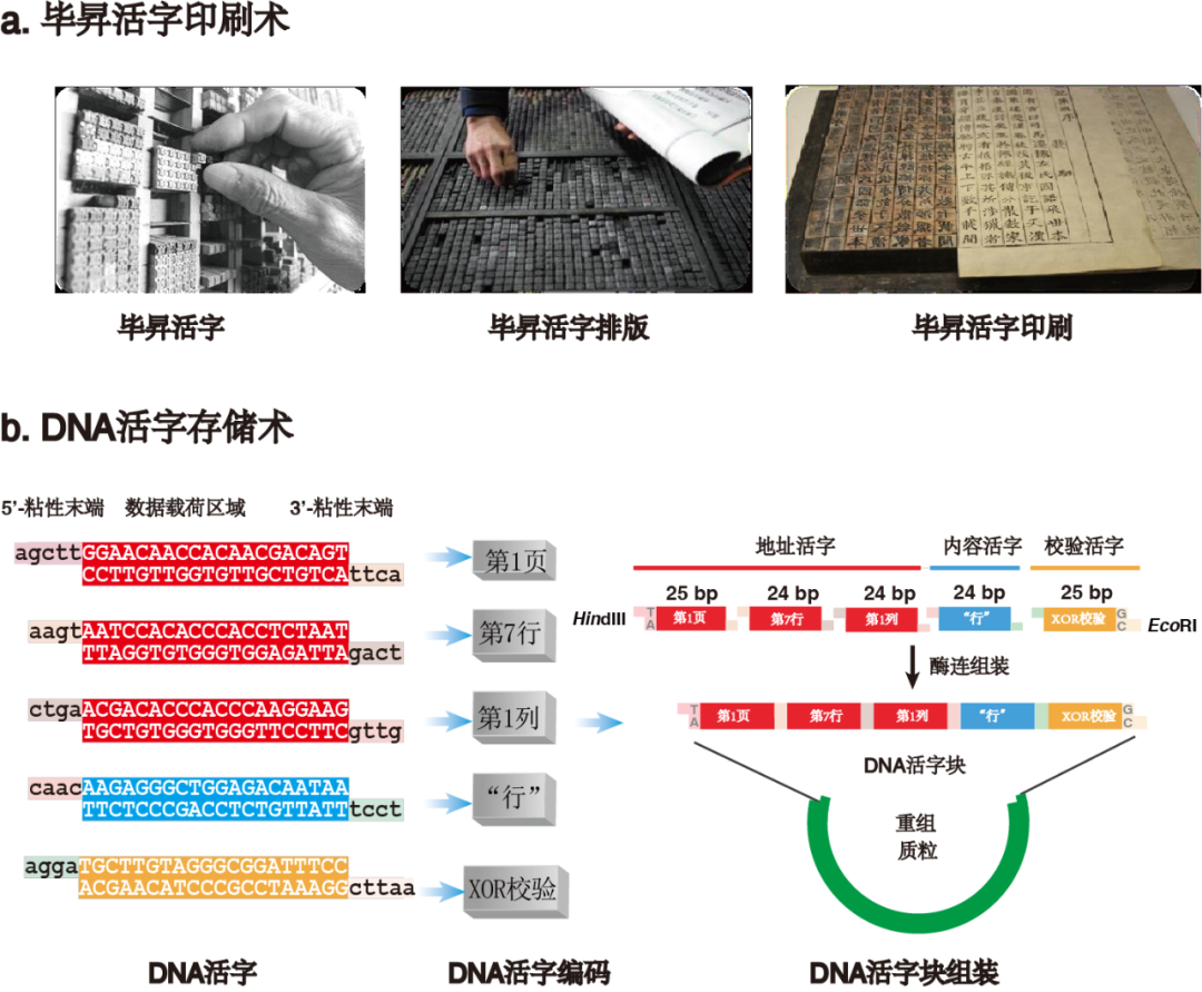 「毕昇一号」DNA活字存储喷墨打印机来了，低成本、高效率、全自动的DNA存储-第5张图片-海印网