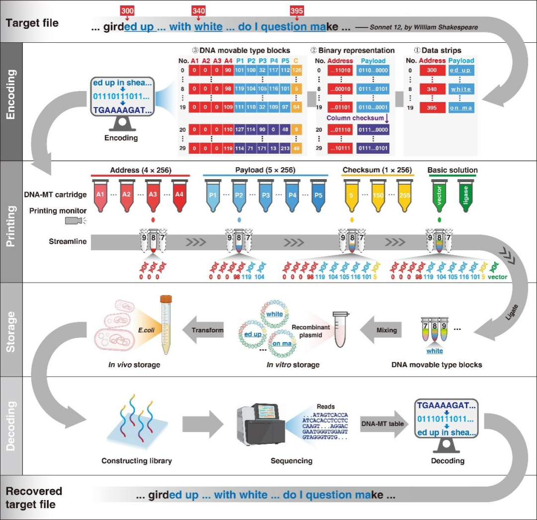 「毕昇一号」DNA活字存储喷墨打印机来了，低成本、高效率、全自动的DNA存储-第7张图片-海印网